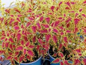 Buntnessel Skeletal Coleus Steckling mit Erdballen für Zimmer Beet Balkon K. - Bild 1 von 3