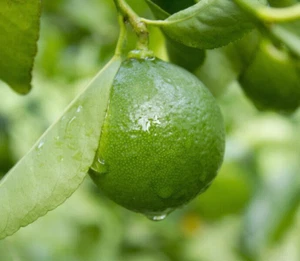 Dwarf Mexican Key Lime Tree - 26-30" Tall - Live Citrus Plant - Gallon Pot - Picture 1 of 12