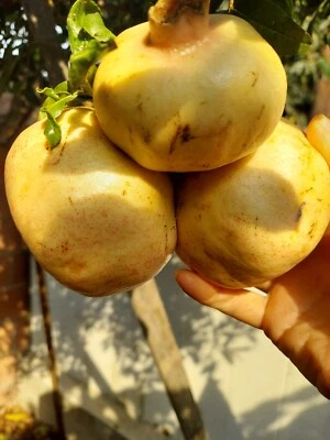 Granada blanca orgánica muy rara 10 esquejes Foto 1 de 4