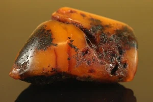 Natural OLD 51 gr. Butterscotch Egg Yolk Baltic SEA Amber Stone C895 - Picture 1 of 7