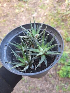 4 Haworthiopsis Fasciata 12x14 Haworthia Puntinata Pianta Grassa Succulenta Pois - Foto 1 di 8
