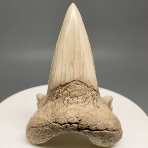 Rarely Offered 1.89" O. AKSUATICUS Shark Tooth - Transitional - Early Eocene, KZ - Picture 1 of 10