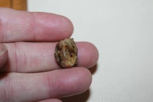 TAPIR TOOTH FLORIDA GORGEOUS ROOTED FOSSILS TEETH ICE AGE SKELETON TP1 - Picture 1 of 3