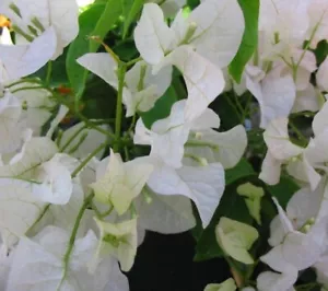AU STOCK BOUGAINVILLEA 'WHITE CASCATE' CUTTINGS 23-9 - Picture 1 of 7