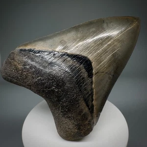 Gorgeous High Quality Serrated 3.52" Fossil MEGALODON Shark Tooth - Georgia - Picture 1 of 7