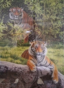 'Secret Admirer' Stephen Gayford, Tigers Signed Print 36×42cm, 808/1100, Next DD - Picture 1 of 9