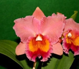 Cattleya Mericlone Seedling Plant...Rlc. Burdekin Mirage "Orange Queen" - Picture 1 of 2