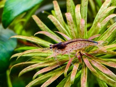 West Coast - 10+ Limpiador de Algas Camarones AMANO Camarones Caridina + ENVÍO GRATUITO Foto 1 de 3