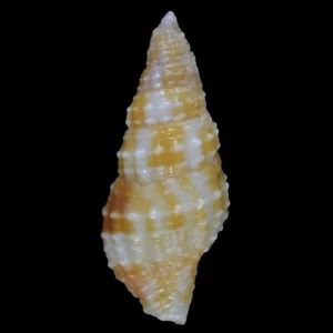 PRODOTIA IOSTOMA (Olango Isl., Philippinen) 13,3 mm #20961 - Bild 1 von 3