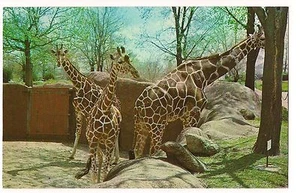 3 RETICULATED GIRAFFES Saint Louis Missouri POSTCARD Unused Vintage MO - Picture 1 of 2