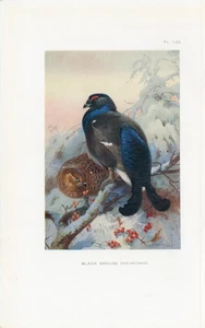 Birkhuhn alter antiker Vogeldruck von 1925 vom Künstler Archibald Thorburn - Bild 1 von 1