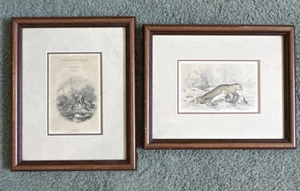 Juego de 2 sellos enmarcados antiguos de "La Biblioteca Naturalista" - Imagen 1 de 13