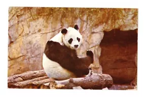 Old Postcard GIANT PANDA, CHI-CHI AT LONDON ZOO - Picture 1 of 4