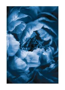 Poster Fiore Blu Stampa Moderna Natura Arredo Parete Stampa Wall Arte Floreale - Picture 1 of 17