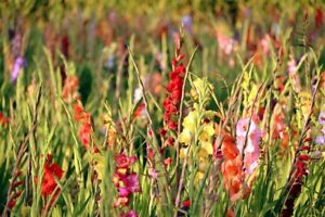 10 Teichpflanzen Blumen WASSERREINIGEND u BLÜHEND  ! Ixia Mix Set Sortiment