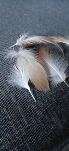 20 Duck Feathers, Craft, Fly Tying, Displays 5-7cm - Picture 1 of 3