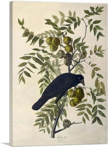 ARTCANVAS American Crow Canvas Art Print by John James Audubon - Picture 1 of 14