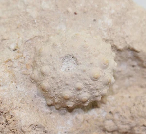 Seeigel, Heterocentrotus mamillatus, Quartär, Pleistozän, Hurghada, Ägypten-a805 - Picture 1 of 6