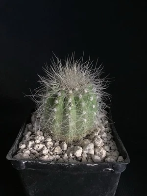 Cactus Copiapoa Krainziana Foto 1 de 4