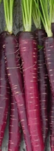 ZANAHORIA PURPURA ( purple carrots) 300 Semillas - Seeds - Imagen 1 de 1