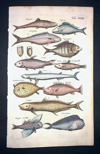 MERIAN - AMAZONIAN FISH - PL.33 - FOLIO - ORIGINAL ENGRAVING -1650 - 1ST EDITION - Picture 1 of 1