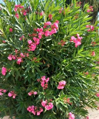 Oleandro FIORE DOPPIO Rosa Scuro - vaso7 - Cespuglio - Immagine 1 di 3