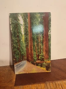 California Redwoods, Ketner Postcard - Picture 1 of 3
