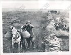 1937 Yorkshire England Grouse Hunting At Lord Swintons Pott Moor Press Photo