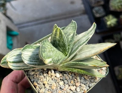 Planta suculenta de cactus Gasteria 'Sakura Fuji' Foto 1 de 3