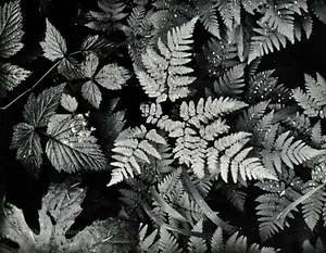 1950s Vintage ANSEL ADAMS Wet Fern Leaf Forest Botanical Photo Gravure Art 12x16 - Picture 1 of 1