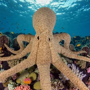 Fiesta Sea and Shore Series 36'' Polpo Gigante Vintage - Peluche Ritirato - Morbido - Foto 1 di 9