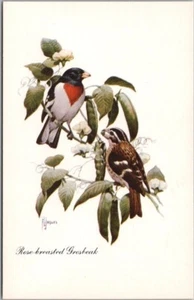 Vintage Artist-Signed FRANCIS LEE JAQUES Bird Postcard "Rose-Breasted Grosbeak" - Picture 1 of 2