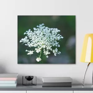 Queen Anne's Lace Flower, Canvas Gallery Wrap 1.25in - 24 x 20 Original Art - Picture 1 of 5