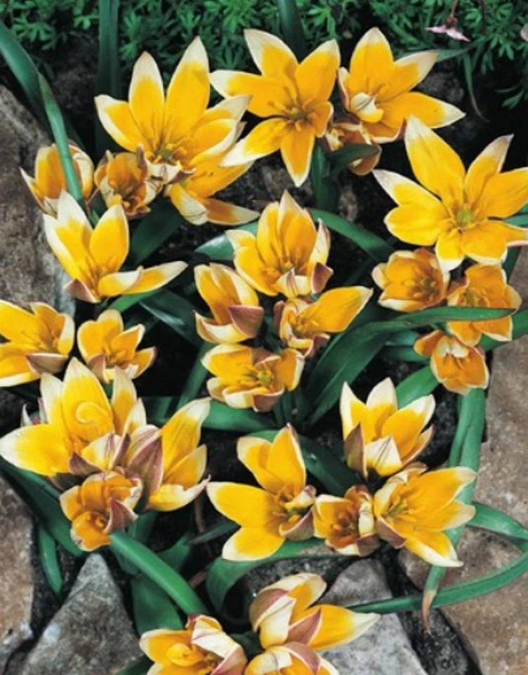 100  Wildtulpen Tarda Tulpenzwiebeln Tulpen Lieferbar 9.9. - Bild 1 von 1