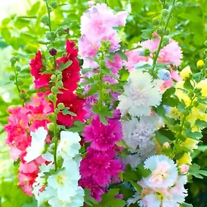 Summer Carnival Hollyhocks Seeds |Alcea Rosea Rose Holly Garden Flower Seed 2025 - Picture 1 of 13