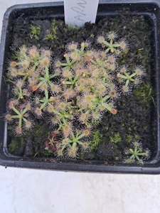 Drosera carbarup 20 plants Pygmy Sundew Live Carnivorous Plant - Picture 1 of 8