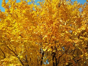 Autumn Fall Golden Gold Orange Tree Foliage Leaves 18 x 24 inch Poster Art Print - Picture 1 of 2