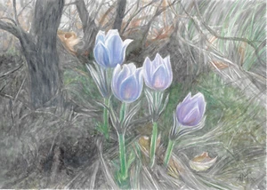 original drawing A3 23MdA artwork colored pencil modern flowers - Picture 1 of 1