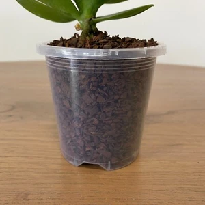 90mm Clear Plastic Orchid Pots with Holes | Phalaenopsis, Paphiopedilum, Garden - Picture 1 of 4
