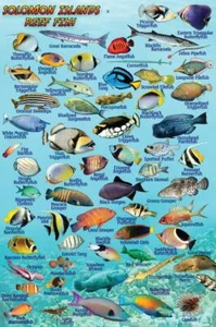 Franko Solomon Islands Fish Identification Card Waterproof 4" x 6" - Picture 1 of 2