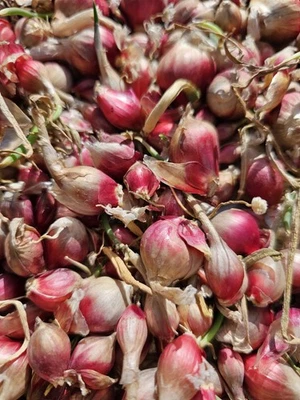 Egyptian Walking Onion BULBS- 12+ Bulbs = A Lifetime Of Onions - Image 1 of 4