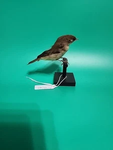BJ38 Cautivo Hoja Elevada Curruca Pájaro Montaje en Mesa Taxidermia - Imagen 1 de 4