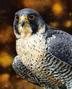 Ferrari of the Skies - Peregrine Falcon Esther van Hulsen Bird Art Print 13x19 - Picture 1 of 1