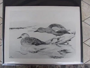 Original Rex Brasher #141 handbemalter Vogeldruck zimtblau #141REX2 DSS - Bild 1 von 1