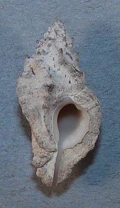 MUREX INDENTATUS 28.23mm BEAUTIFUL RARE XXL SPECIMEN Goberndora Island, Panama - Picture 1 of 2