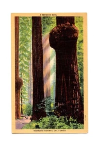 CA - A Redwood Burl, postal de colección, Redwood Highway CA - Imagen 1 de 2