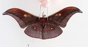SA26065. Unmounted insect: Antheraea sp. North Vietnam. - Picture 1 of 3