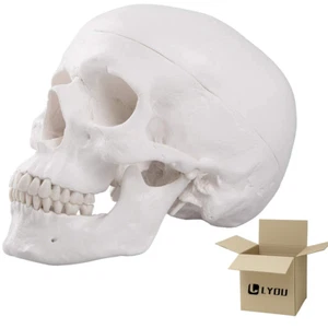Human Skull Model for Learning, Skull Model, Life Size Human Head Skull Anatomic - Picture 1 of 12