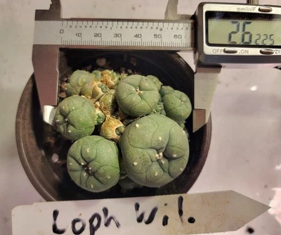 Редкий кактус LW LoPh с корнями кнопка кактусы CAESPITOSA кластер США продавец семена - Изображение 1 из 3