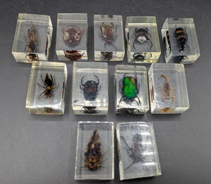 Vintage Insektenkäfer im Acrylharz Block 11er Set Chlorocala Zikaden Skorpion - Bild 1 von 20